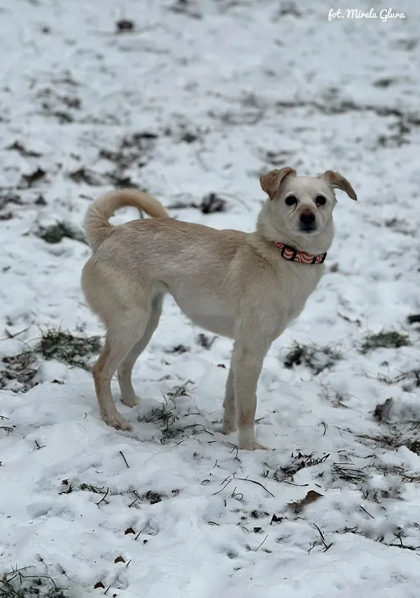 Pies do adopcji, Bydgoszcz, 14 stycznia 2026 (1/5)