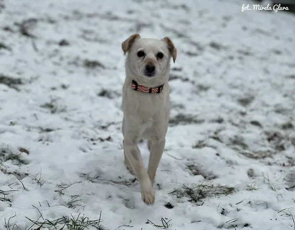Pies do adopcji, Bydgoszcz, 14 stycznia 2026 (2/5)