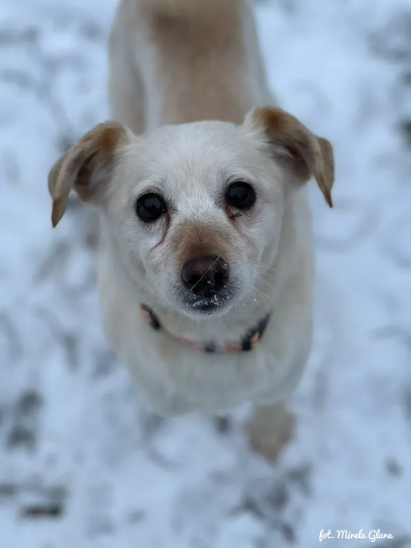 Pies do adopcji, Bydgoszcz, 14 stycznia 2026 (3/5)
