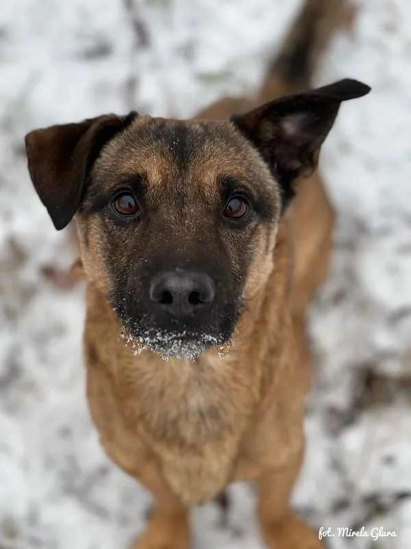 Pies do adopcji, Bydgoszcz, 14 stycznia 2026 (1/5)