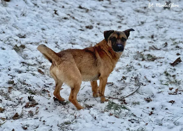 Pies do adopcji, Bydgoszcz, 14 stycznia 2026 (5/5)