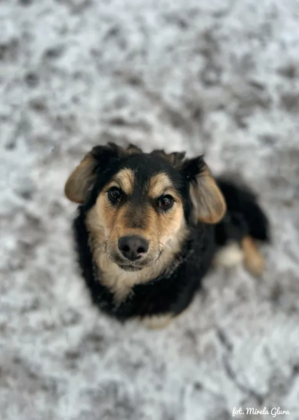 Pies do adopcji, Bydgoszcz, 14 stycznia 2026 (2/5)