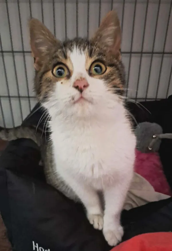 Znaleziono kota, Olsztyn, 29 grudnia 2025 (1/2)