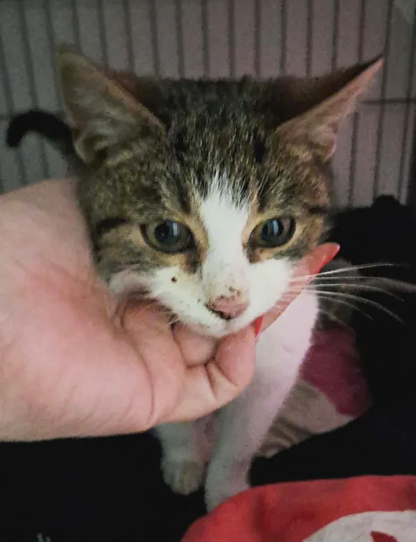 Znaleziono kota, Olsztyn, 29 grudnia 2025 (2/2)