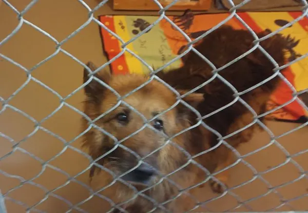 Znaleziono psa, Radom, 13 stycznia 2026