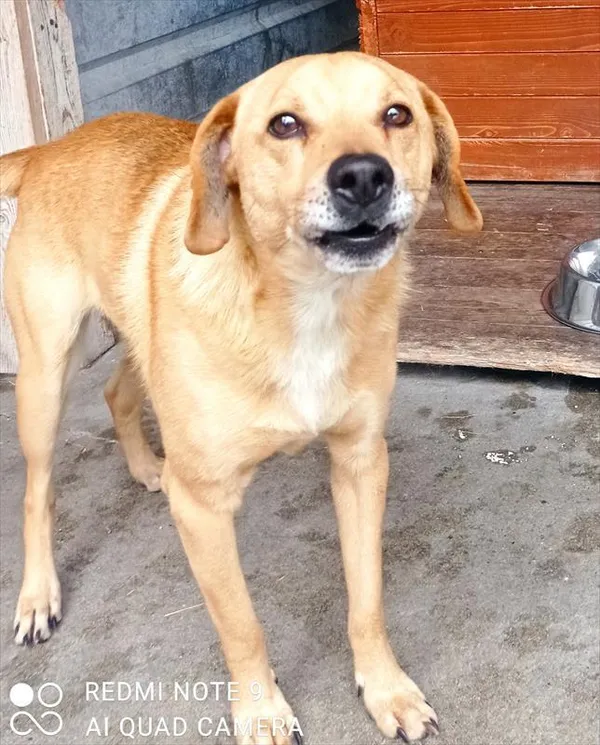 Pies do adopcji, Racibórz, 13 stycznia 2026