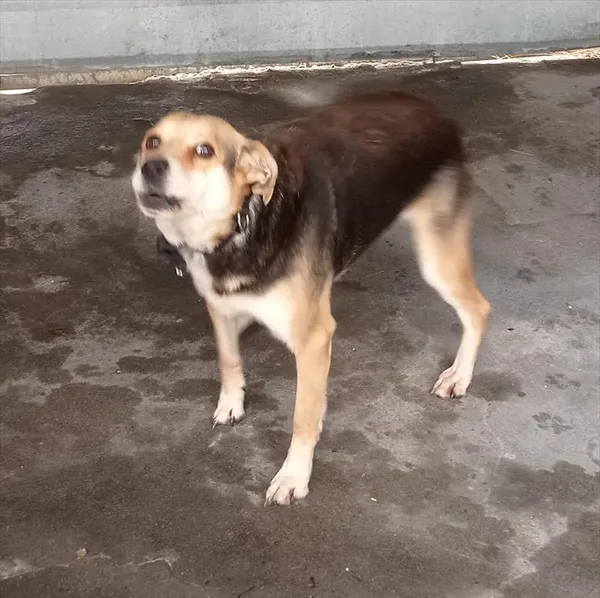 Znaleziono psa, Racibórz, 13 stycznia 2026