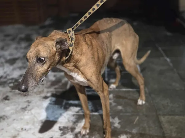 Pies do adopcji, Zgierz, 14 stycznia 2026 (2/5)