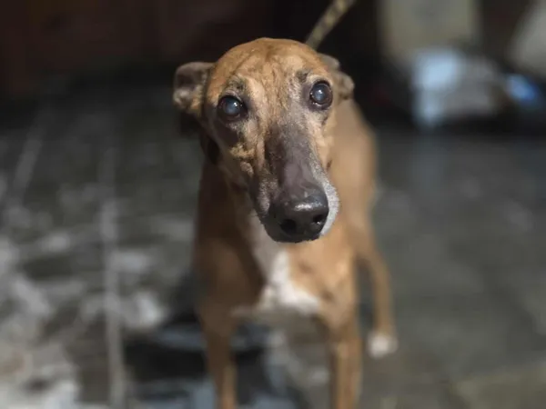 Pies do adopcji, Zgierz, 14 stycznia 2026 (1/5)