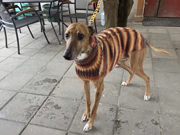 Pies do adopcji, Zgierz, 14 stycznia 2026 (1/5)