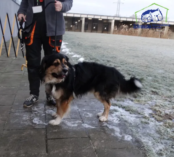 Znaleziono psa, Szczecin, 15 stycznia 2025