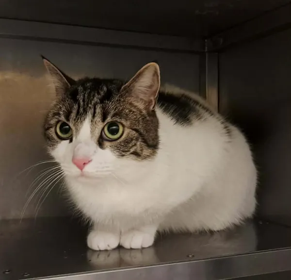 Kot do adopcji, Olsztyn, 27 grudnia 2025