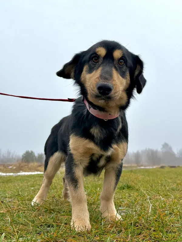 Pies do adopcji, Pieczyska, 15 stycznia 2026 (3/5)