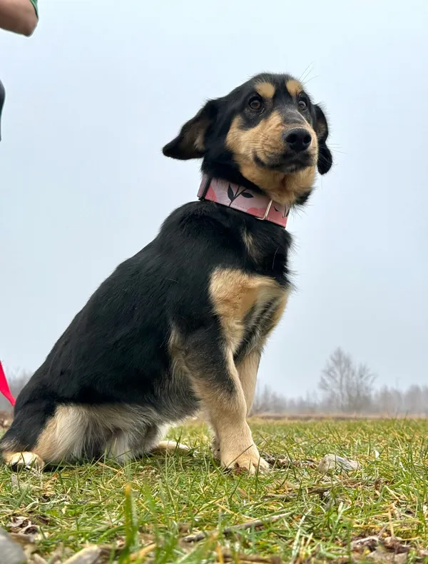 Pies do adopcji, Pieczyska, 15 stycznia 2026 (5/5)