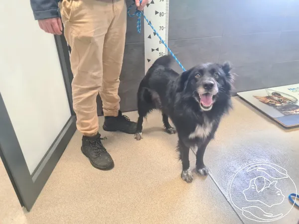 Znaleziono psa, Chełmek, 15 stycznia 2026