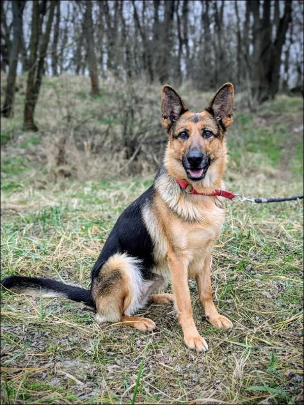 Znaleziono psa, Grudziądz, 1 października 2025