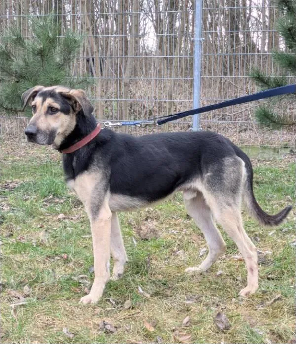 Znaleziono psa, Grudziądz, 20 października 2025