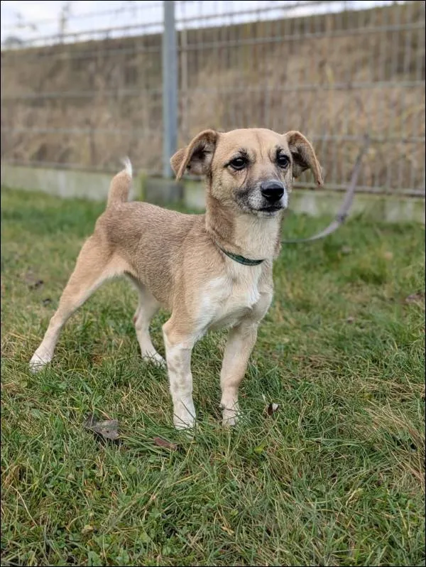 Znaleziono psa, Grudziądz, 31 października 2025