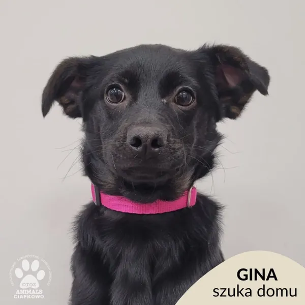 Pies do adopcji, Gdynia, 15 stycznia 2026 (1/4)