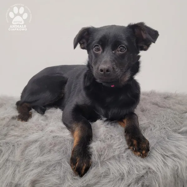 Pies do adopcji, Gdynia, 15 stycznia 2026 (3/4)