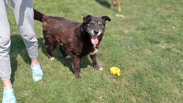Znaleziono psa, Tatary, 15 stycznia 2026 (1/4)