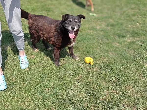 Znaleziono psa, Tatary, 15 stycznia 2026 (4/4)