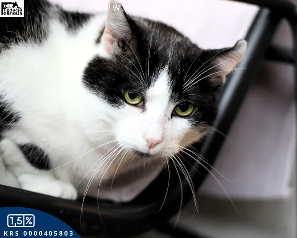 Kot do adopcji, Kraczkowa, 16 stycznia 2026 (1/5)