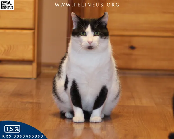 Kot do adopcji, Kraczkowa, 16 stycznia 2026 (2/5)