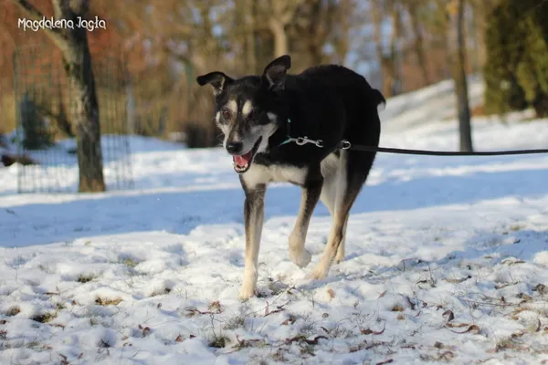 Pies do adopcji, Bydgoszcz, 15 stycznia 2026 (3/5)