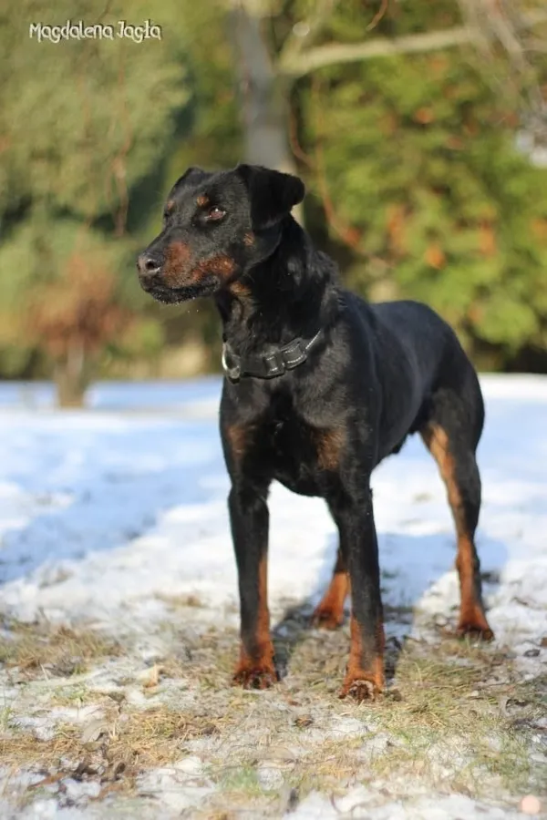 Pies do adopcji, Bydgoszcz, 15 stycznia 2026 (3/5)