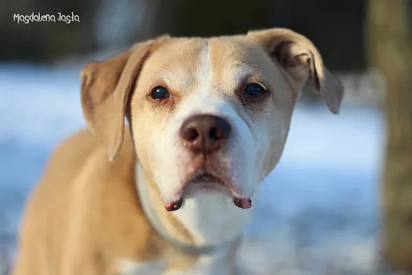 Pies do adopcji, Bydgoszcz, 15 stycznia 2026 (4/5)