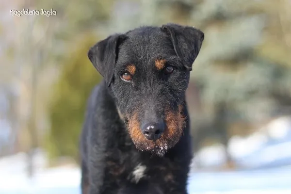 Pies do adopcji, Bydgoszcz, 15 stycznia 2026 (3/5)