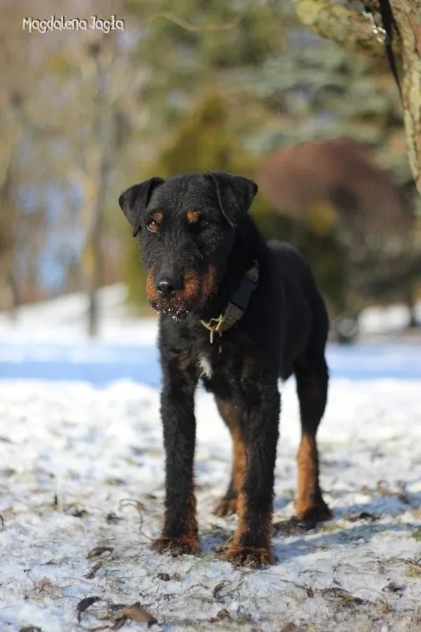 Pies do adopcji, Bydgoszcz, 15 stycznia 2026 (5/5)