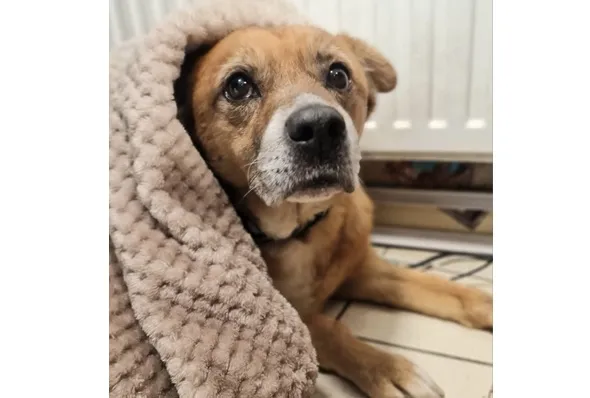 Pies do adopcji, Wrocław, 16 stycznia 2026