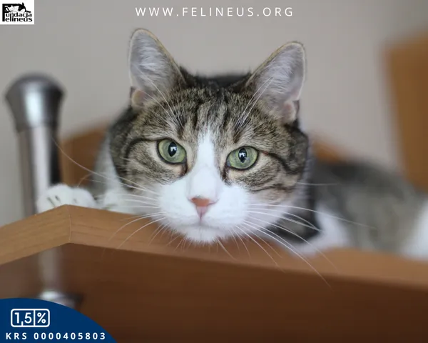 Kot do adopcji, Rzeszów, 16 stycznia 2026 (1/6)