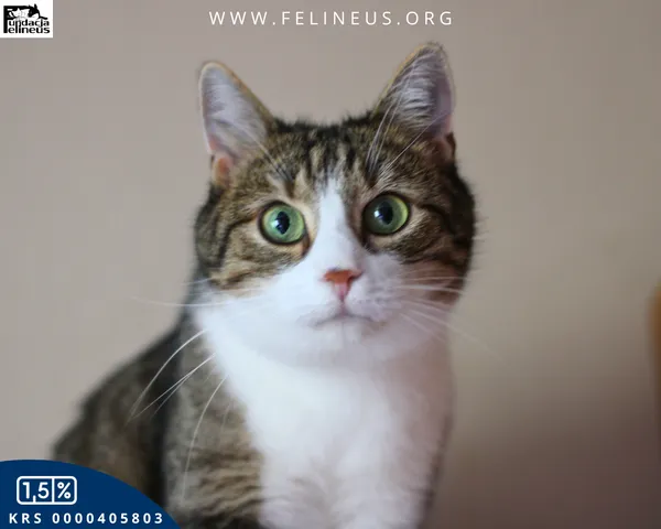 Kot do adopcji, Rzeszów, 16 stycznia 2026 (3/6)