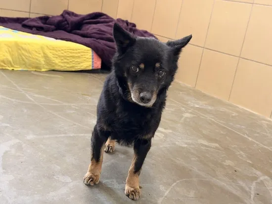 Pies do adopcji, Kraków, 31 grudnia 2025