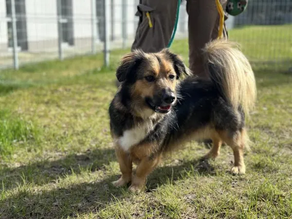 Pies do adopcji, Kraków, 1 stycznia 2026