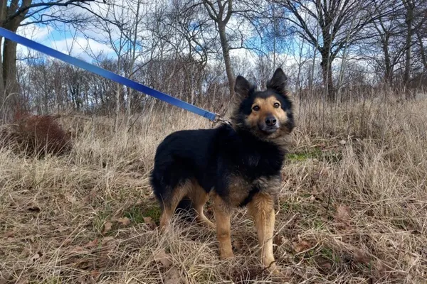 Pies do adopcji, Henrykowo, 16 stycznia 2026 (1/2)