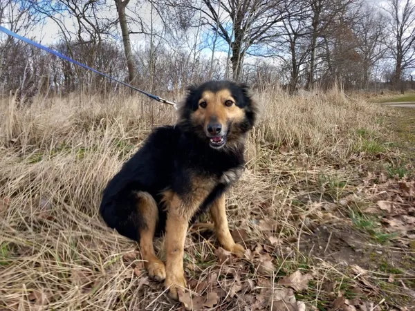 Pies do adopcji, Henrykowo, 16 stycznia 2026 (2/2)