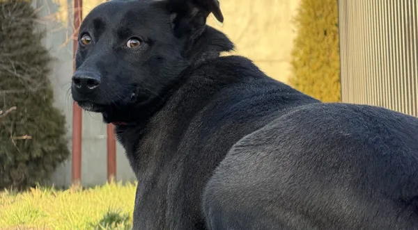 Pies do adopcji, Pieczyska, 16 stycznia 2026 (1/4)