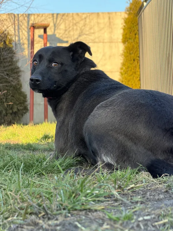 Pies do adopcji, Pieczyska, 16 stycznia 2026 (3/4)