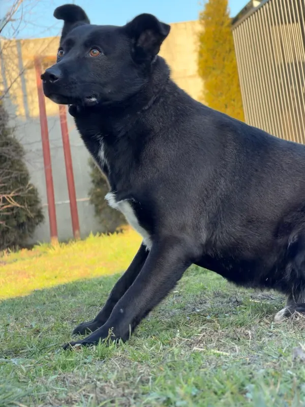 Pies do adopcji, Pieczyska, 16 stycznia 2026 (4/4)