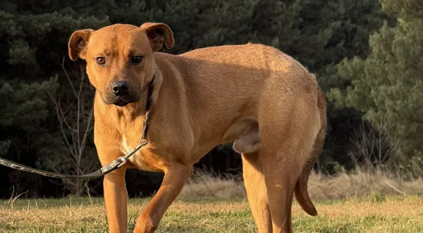 Pies do adopcji, Pieczyska, 16 stycznia 2026 (1/5)