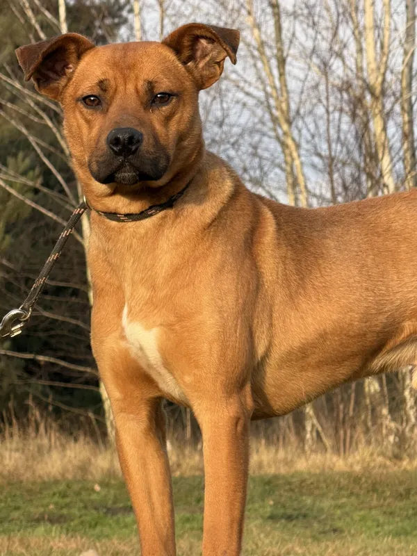 Pies do adopcji, Pieczyska, 16 stycznia 2026 (2/5)