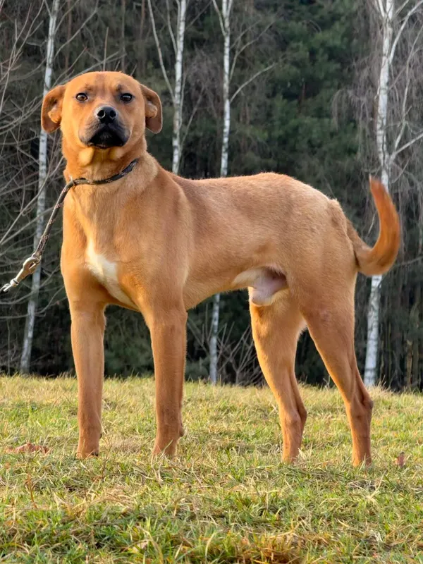 Pies do adopcji, Pieczyska, 16 stycznia 2026 (4/5)