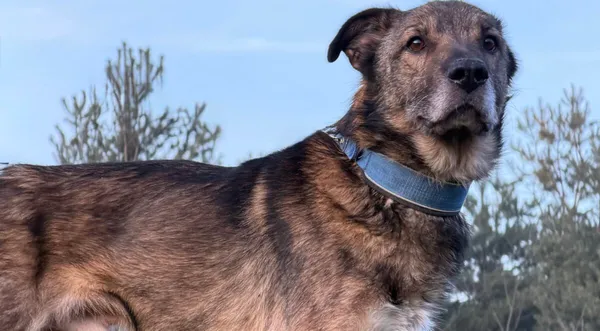 Pies do adopcji, Pieczyska, 16 stycznia 2026 (1/4)