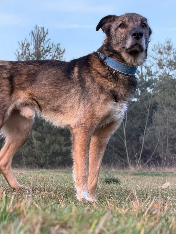 Pies do adopcji, Pieczyska, 16 stycznia 2026 (2/4)