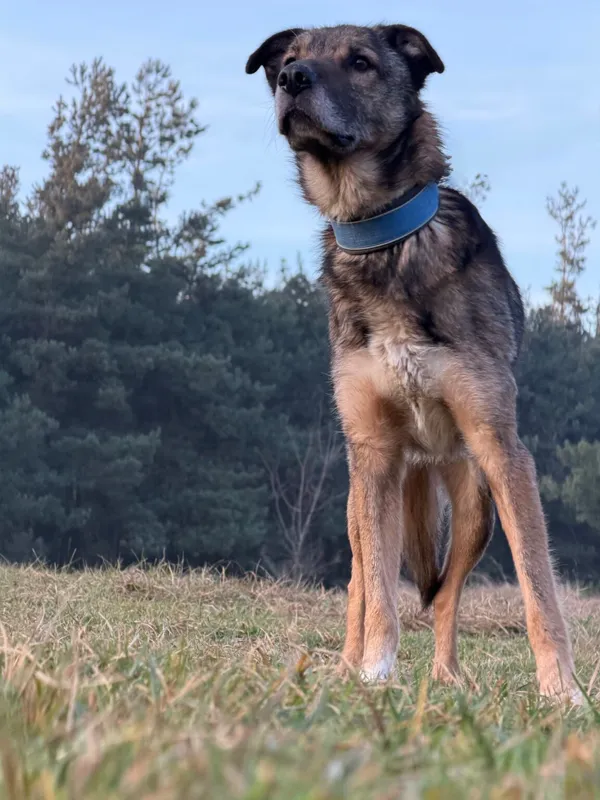 Pies do adopcji, Pieczyska, 16 stycznia 2026 (3/4)