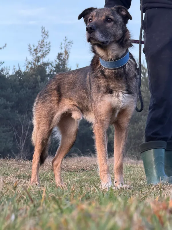 Pies do adopcji, Pieczyska, 16 stycznia 2026 (4/4)